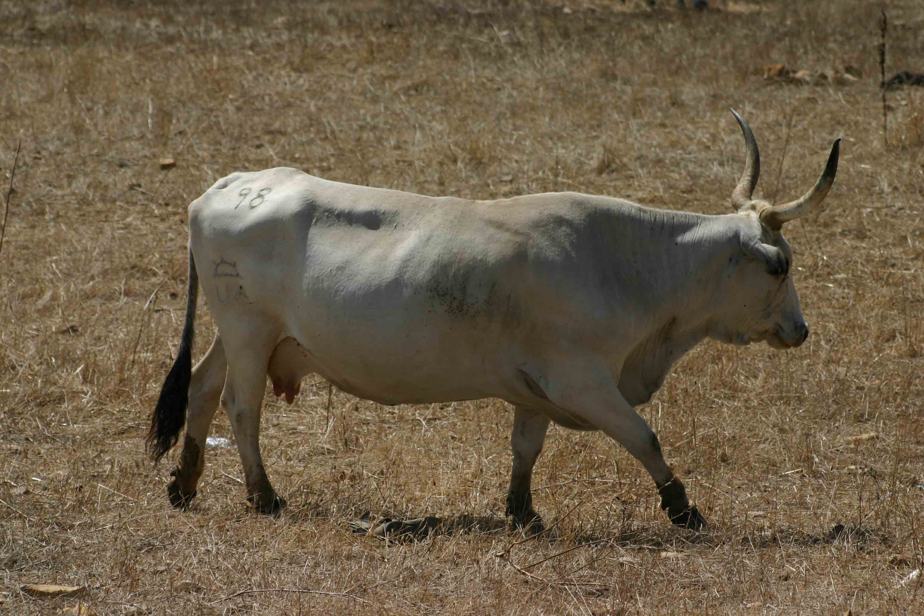 Vacca maremmana
